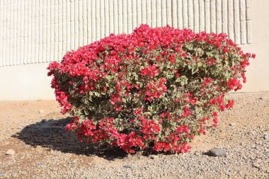Sıcak Arizona kışında kıpkırmızı kırmızı Bougainvillea ile süslenmiş zemin.