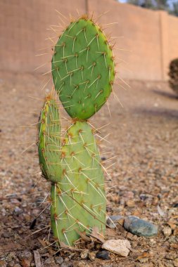 Desert prickly pear or Opuntia phaeacantha in city xeriscaping in Phoenix, Arizona, in late afternoon winter light clipart