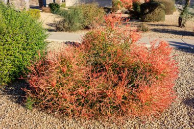 Çöl yerlisi sulu Euphorbia Tirucalli ayrıca Phoenix, Arizona 'da Xeriscaped Road Side' da Ateş Altında Sticks olarak da bilinir.