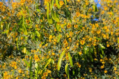 Closeup of Australian native Senna Oligophylla or Outback Cassia flowering crown clipart