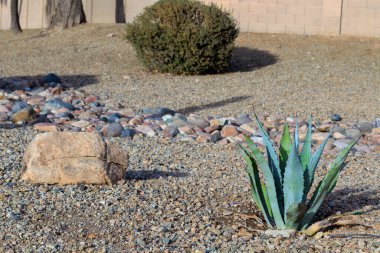 Mavi Agave ve tomurcukları kışın Phoenix, Arizona 'da Xeriscaped Desert Stadside' da.
