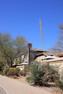 Arizona, Phoenix 'teki Xeriscaped şehir sokağı boyunca Desert Spoon (Dasylirion Wheeleri) ailesinin bir üyesi.