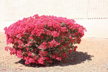 Kırmızı renkler açan Bougainvillea çalısı Arizona çöl stili Xeriscaping