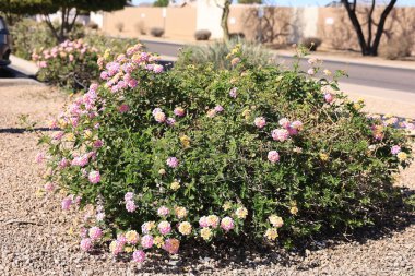 Phoenix, Arizona 'daki yerleşim sokakları boyunca Lantana çalılıklarından oluşan yumuşak pembe ve sarı bir çiçek.