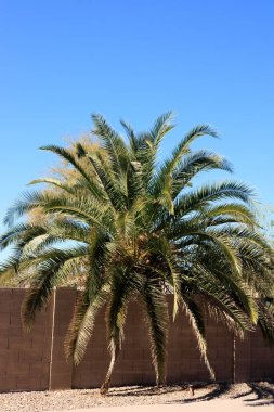 Kanarya adası hurma palmiyesi Phoenix, Arizona 'da ılık kış mevsiminde tüm blok çitlerine yeşil yapraklarını asıyor.