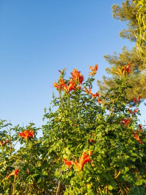 Flowering Cape Honeysuckle twigs on blue sky background in the middle of warm Arizona winter clipart