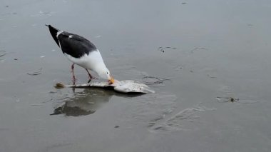 Kaliforniya martısının kahvaltısı, Larus caliznicus, Pasifik Sahili 'nin ıslak kumları üzerinde Kürek Burunlu Gitarbalığı (Rhinobatos Protus) ile, San Diego, CA