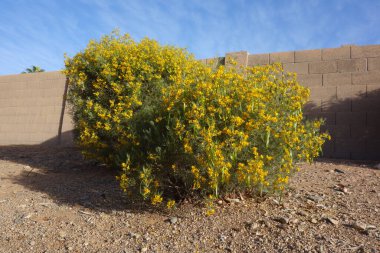 Baharda yeşil tohum kabukları ve sarı çiçeklerle Avustralya yerlisi Tüylü Cassia veya Gümüş Senna (Senna Artemisioides)