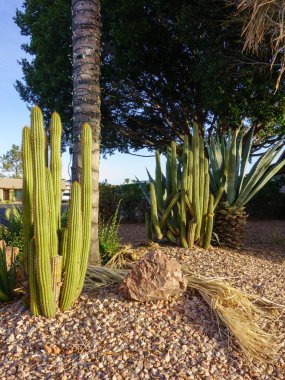 Kol kaktüsü, yeşil ve mavi agave ve diğer kuraklığa dayanıklı çöl bitkileri Phoenix, Arizona 'da Xeriscaping