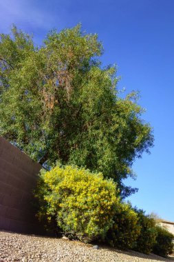 Avustralya doğumlu Feathery Cassia veya Silver Senna (Senna Artemisioides) Amerika 'nın güneybatısında çöl stili Xeriscaping