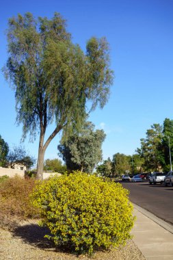 Avustralya 'nın yerlisi Senna Oligophylla ya da Cassia' nın taşrasında, Phoenix, Arizona 'da sıcak kış boyunca çöl tarzı Xeriscaping. 