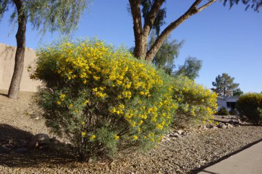 Senna Artemisioides also known as Feathery Cassia or Silver Senna with green seed pods and bright yellow flowers planted along city roadsides in early spring, Phoenix, AZ