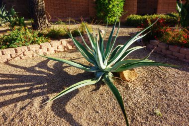Agave vilmoriniana (vilmoriana) Xeriscaped çöl çiçek tarhında ahtapot agave olarak da bilinir.