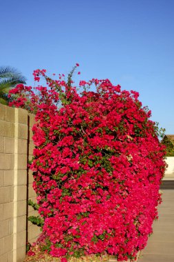 Arizona Xeriscaped yerleşim yeri yol kenarı süslemeli kırmızı Bougainvillea, Phoenix, Arizona