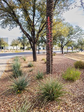 Arizona çölü yerlisi kızıl yukka ya da Hesperaloe parviflora tomurcuk sapının taze büyümesiyle Phoenix şehir sokaklarındaki küçük fibröz yapraklarıyla çevrili.
