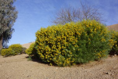 Senna Artemisioides also known as Feathery Cassia or Silver Senna with green seed pods and bright yellow flowers planted along city roadsides in early spring, Phoenix, AZ