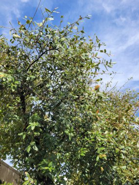 Hızlı büyüyen kuraklığa dayanıklı Quercus polimorfa 'nın parlak yeşil tacı. Ayrıca Meksika Beyaz Meşe veya yağlı, eliptik yapraklı Monterrey Meşesi olarak da bilinir.