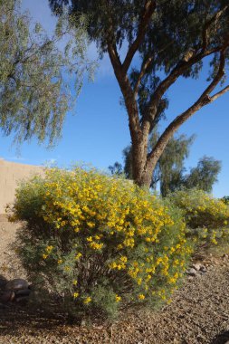 Senna Artemisioides also known as Feathery Cassia or Silver Senna with green seed pods and bright yellow flowers planted along city roadsides in early spring, Phoenix, AZ