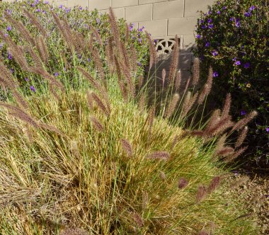 Arizona 'da büyüyen Çeşme Çimlerinin Kapanışı. Xeriscaplı konut banliyöleri