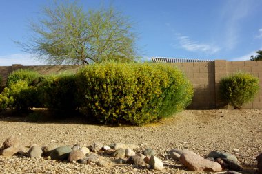 Senna Artemisioides also known as Feathery Cassia or Silver Senna with green seed pods and bright yellow flowers planted along city roadsides in early spring, Phoenix, AZ