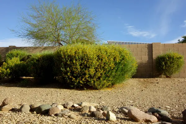 Senna Artemisioides also known as Feathery Cassia or Silver Senna with green seed pods and bright yellow flowers planted along city roadsides in early spring, Phoenix, AZ