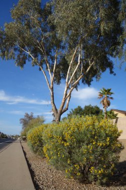 Senna Artemisioides also known as Feathery Cassia or Silver Senna with green seed pods and bright yellow flowers planted along city roadsides in early spring, Phoenix, AZ