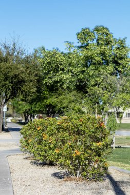 Xeriscaplı Şehir Kaldırımlarındaki Sparky Tecoma Çalılığı