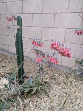 Kalanhoe çiçekleri kırmızı çan benzeri sulu Alegator Bitkisi olarak da bilinir ya da binlerce sütunlu Cereus kaktüsünün yanında Xeriscaping