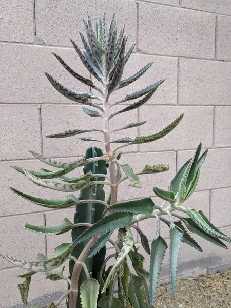 Kalanhoe 'nun sulu, sulu, yeşil-beyaz benekli yapraklarla çevrili olan ve aynı zamanda Timsah Bitkisi olarak da bilinen tacı ya da fotokopi çekmede binlerce sütun Cereus kaktüsünün yanında yer alan