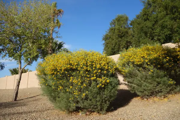 Senna Artemisioides ayrıca Tüylü Cassia ya da Gümüş Senna olarak da bilinir yeşil tohum kapsülleri ve şehir fotokopisinde parlak sarı çiçekler, Phoenix, AZ