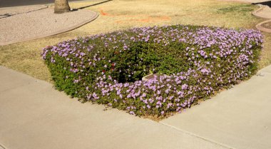 Xeriscaped sokak köşesi. Su servis kapağının etrafında çiçek açan Lantana Montclarsis var. 