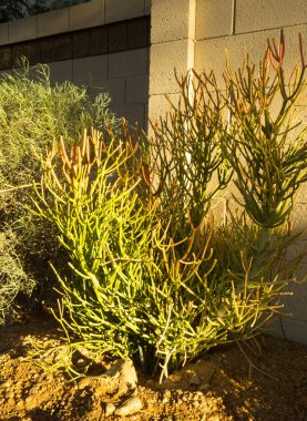 Tirucalli olarak da bilinen çöl yerlisi sulu Euphorbia Ateş Çubukları, Phoenix, Arizona 'nın Xeriscapli yerleşim sokaklarını dekore ediyor.
