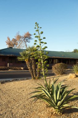Phoenix, Arizona 'da çöl stili Xeriscaping' deki diğer kuraklığa dayanıklı bitkilerle birlikte çiçek açmaya hazır.