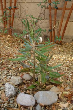 Kalanhoe sulu yeşil-beyaz benekli yapraklar ile sulu Timsah Bitkisi olarak da bilinir ya da Xeriscaplı topraklarda binlerce Anne