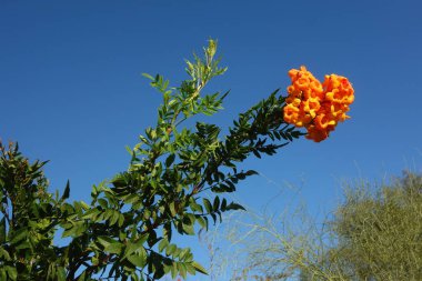 Hanımeli Burnu çiçek açan dallar baharın başlarında bulutsuz Arizona mavi gökyüzüne kadar uzanıyor.