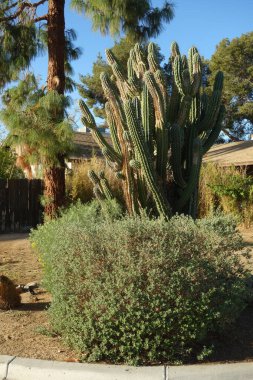 Arizona çöl tarzı Xeriscapli yol kenarı tehlikeli dikenli Cereus kaktüsüyle Valentine çalısı ve Afgan çam ağacı