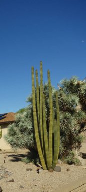 Arizona çöl stili Yucca brevifolia (Joshua Tree) ve Organ Borusu (Stenocereus thurberi) ile çakıl, kaya ve kaya parçalarıyla kaplanmış şekilde Xeriscaping; kopyalama alanı