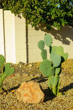 Phoenix, Arizona 'da çöl stili Xeriscaping' de genç Dikenli Armut kaktüsü ya da omurgasız Opuntia İndika