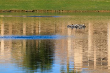 Bir grup vahşi kırmızı kulaklı kaplumbağa ya da Trachemys betik zarafeti Dos Logos park gölü, Glendale, AZ; sığ DOF