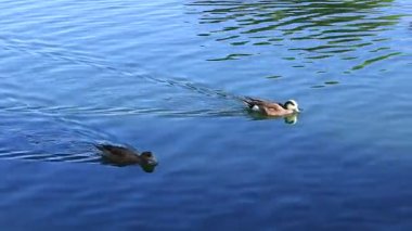 Dos Lagos Park Gölü, Glendale, AZ 'nin sularında yüzen iki genç Mallard ördeği.