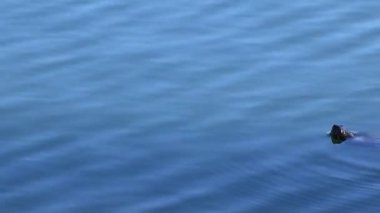 Vahşi kırmızı kulaklı bir kaygan kaplumbağa, Trachemys Scrita zarafeti, Dos Lagos gölünde yüzer ve Mallard ördek akvaryumuyla karşılaşır ve sonra dalış yapar, Glendale, AZ