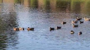 Baharın başlarında Dos Lagos Park Gölü 'nün sakin sularında yüzen Mallard ördekleri ve ördekleri Glendale, Arizona