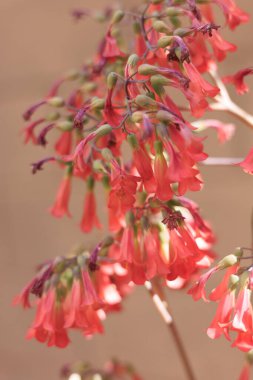 Kalanchoe daigremontiana çiçekleri, bitki aynı zamanda binlerce timsah bitkisi olarak da bilinir, sığ DOF, yakın çekim