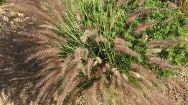 Süslü Çeşme Çimenleri 'nin, Pennisetum Setaceum' un, zarif bir şekilde sallanan dikenli çivili paniklerin, hafif çöl rüzgarının altında