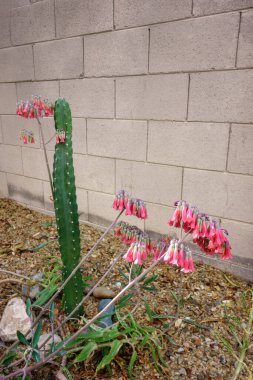 Çiçek açan Kalanhoe, aynı zamanda timsah bitkisi olarak da bilinir. Arizona 'da çöl stili Xeriscaping' de kullanılan sütun Cereus kaktüsüyle.