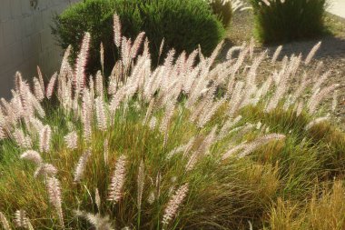 Arizona 'da büyüyen Çeşme Çimenleri' nin yakın çekimleri. Xeriscaplı konut banliyöleri, arka ışıklandırmalı Sho.
