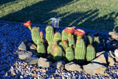 Çiçekli kirpi kaktüsü, Echinocereus, Xeriscaped çöl stili tarlasında Phoenix, AZ 'deki yeşil çimlerin yanında.