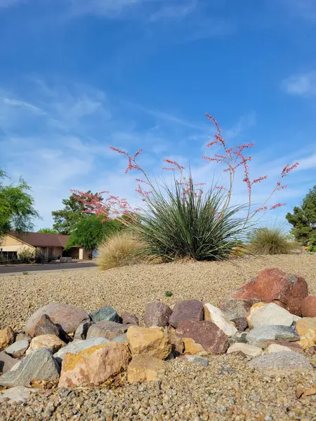 Çöl yerlisi kızıl yukka ya da Hesperaloe parviflora Kemerlerinde çiçekler olan mavi gökyüzünün altında ilkbaharda