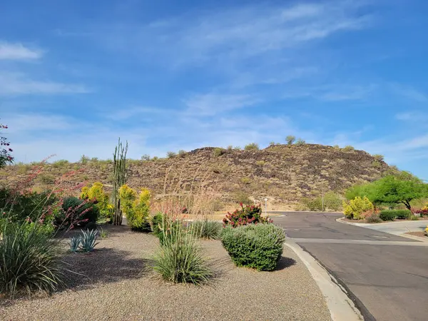 Arizona şehir yolları çöl stili yukka, agave, ocotillo ve diğer kuraklığa dayanıklı bitkilerle fotokopi çekiliyor.