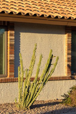 Çöl stili Xeriscaping ile çoklu gövdeli Cereus kaktüsü ev duvarı, Phoenix, Arizona